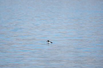 Naklejka premium A picture of a male common goldeneye swimming in the sea. Vancouver BC Canada 