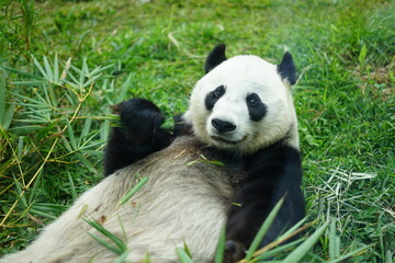 panda eating bamboo