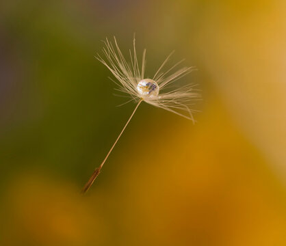 Dandilion Clock Seed Macro