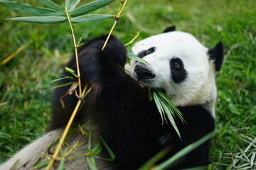 giant panda eating bamboo