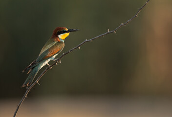 European bee-eater perched on a tree, Bahrain. A backlit image.