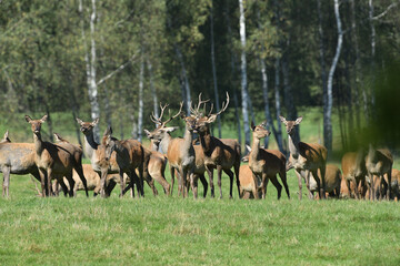 Fly insects flying around the fur of deer on a pasture meadow
