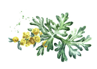 Sprigs, leaf anf flowers of medicinal plant wormwood. Hand drawn watercolor illustration, isolated on white background