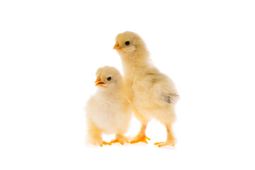 Two young fluffy yellow Easter Baby Chickens standing Against White Background
