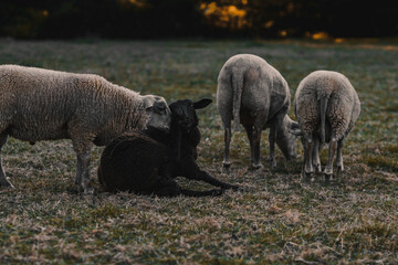 Obraz na płótnie Canvas Des moutons au coucher du soleil.