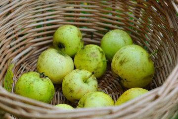 basket of apples