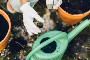 Woman pours liquid mineral fertilizer, in watering can with water. Cultivation and caring for...