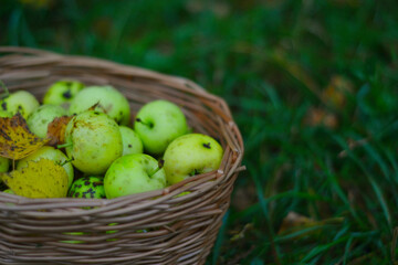 apples in a basket