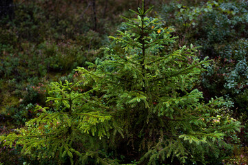 Fototapeta na wymiar little spruce in the forest after rain