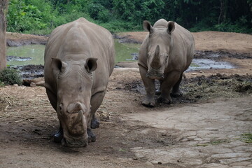 Fototapeta premium rhino in the zoo