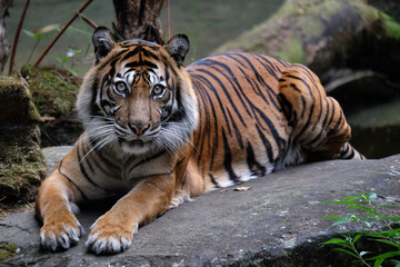 Obraz premium tiger in the wild