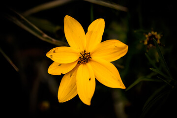 A little yellow flower