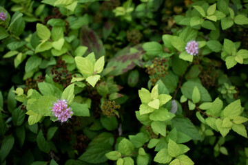 green leaf and flowers