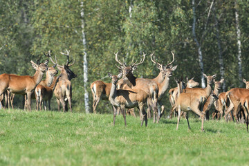 Naklejka na ściany i meble A herd of deer buck and ladies deer walks across a meadow to graze