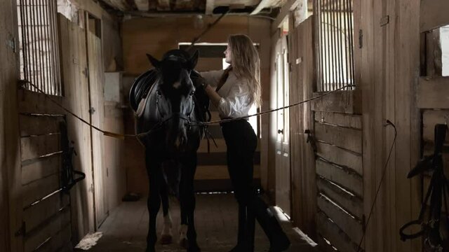 A girl in a white shirt and gloves throws a saddle on a horse