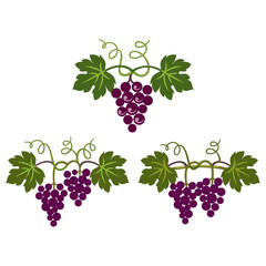 Grapes decorative pattern for wine design concept, bar menu, juice drinks, fruit juices, healthy vegan food, viticulture, wine or juice label, grape seed oil on white background. Vector illustration.