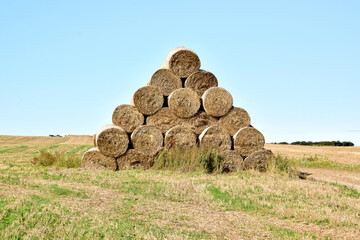 Bales of straw cylindrical form are stacked in even rows on the field