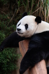 Fototapeta na wymiar giant panda bear