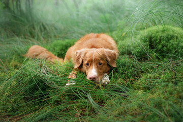 dog lies on moss in the forest. red Nova Scotia Duck Tolling Retriever in nature