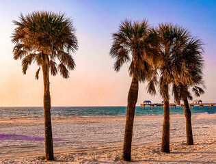 palm trees on the beach