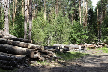 Russian sawmill, sawn tree trunks in a stack in the forest on a Sunny summer day, industrial logging