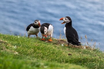 Puffins at the Mykines island at Faroe Islands