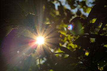 sun and trees
