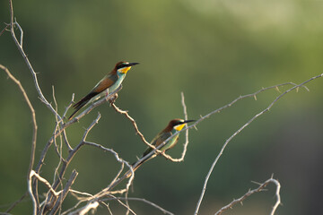 European bee-eaters perched on a tree, Bahrain