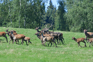 Naklejka premium Fly insects flying around the fur of deer on a pasture meadow