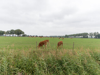 Naklejka na ściany i meble Cows grazing on a field in Zeeland near Millingen aan de Rijn, The Netherlands