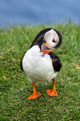 Puffin at the Mykines island at Faroe Islands