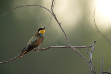 European bee-eater perched on a tree, Bahrain. A backlit image.
