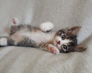 kitten sleeping on a pillow