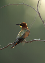European bee-eater perched on a acacia tree, Bahrain. A backlit image.