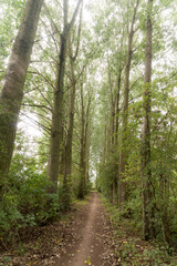 Path through the forrest in Zeeland near Millingen aan de Rijn, The Netherlands