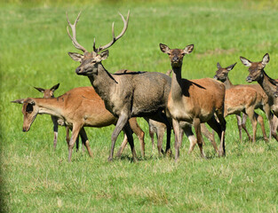 A herd of deer buck and ladies deer walks across a meadow to graze