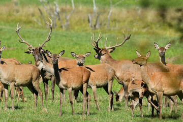 Naklejka na ściany i meble A herd of deer stag and hind deer in a meadow during a rut