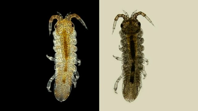 Isopoda Idotea sp. microscope, Family Idoteidae, algae-feeding, specimen found in the Black Sea