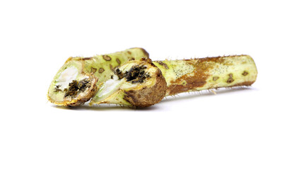 Raspberry stem gall midge. Midge on a branch. Damaged raspberry. Raspberry diseases. A diseased branch.