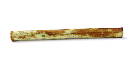 Spotting on raspberries isolated. The fungus on the stems of raspberry. Didymella applanata on a raspberry branch.