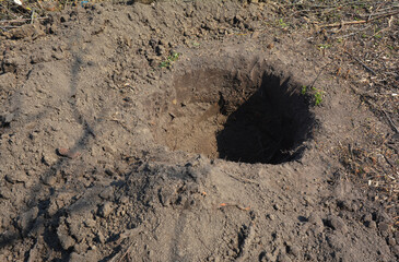Digging a planting hole 3 times wider than the diameter of the tree's rootball to plant trees in autumn.