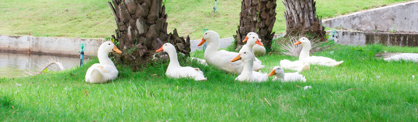 Duck white on the green grass
