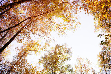 Bright yellow trees, tree branches with autumn yellow foliage against the sky on a sunny day, bottom view. Autumn bright background with copy space, bottom view. Autumn forest, landscape with treetops