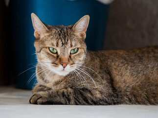 Little cat under the chair.