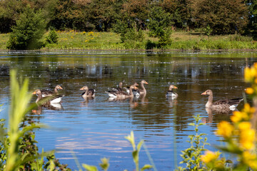 Des oies cendrées entre les fleurs