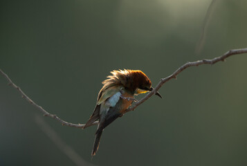 European bee-eater preening, Bahrain. A backlit image.