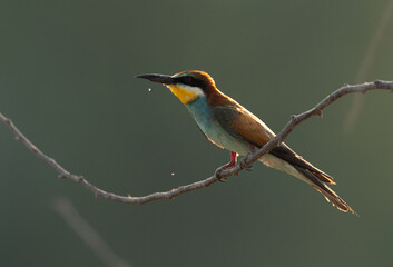 Portrait of a European bee-eater, a backlit image