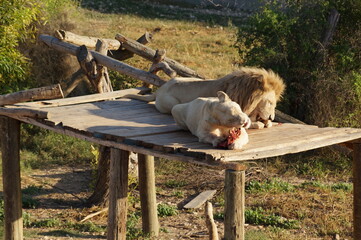 wild animals