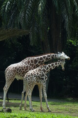 Obraz premium giraffe in the park