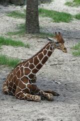 Obraz premium Small giraffe in Florida zoo, closeup
